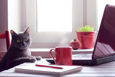 Pensive cat sitting at the table with laptop and red cup / tired of working make the coffee breakの写真素材
