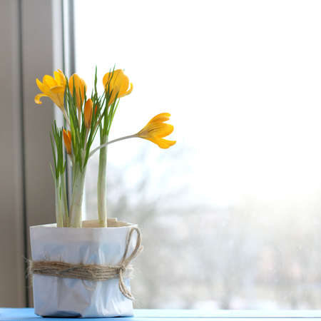 Gift box with flowers of flowering crocus on the window background / natural ecological greetingの写真素材