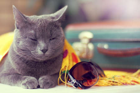cat with half-closed eyes is on duty on a table with luggage / waiting for discounts on ticketsの写真素材