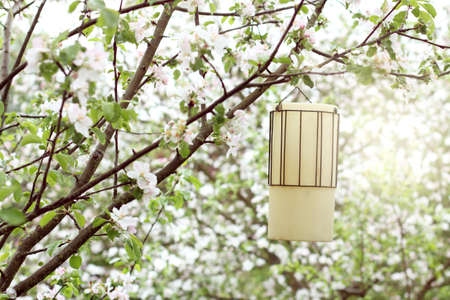 Old retro lantern hanging on a blossoming apple tree / cozy spring gardenの写真素材