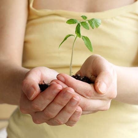 girl in yellow t-shirt, holding a green plant with a ground / gentle planting seedlingsの写真素材