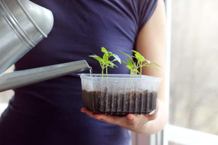 Watering young seedlings / caring for plantsの写真素材