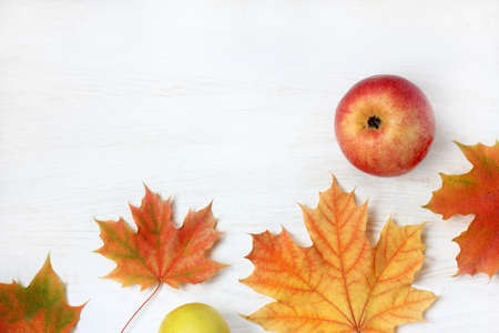 flat layout of ripe apples and maple leaves top view / time of harvestの写真素材