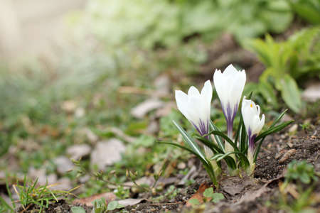 crocus flowers adorn the view of the garden / gentle light of springの写真素材