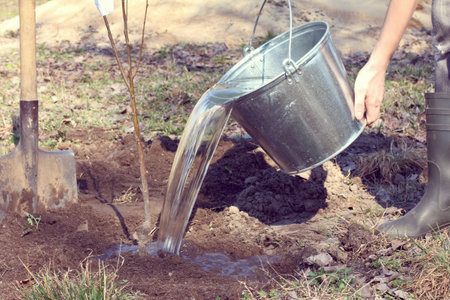 Water for watering a new tree pours out of a bucket / spring gardener worksの写真素材