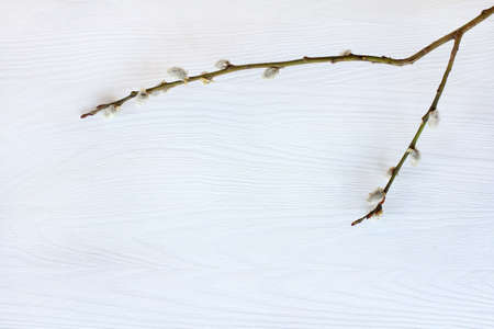 Pussy-willow branch on a light wooden background Top view / Easter backgroundの写真素材