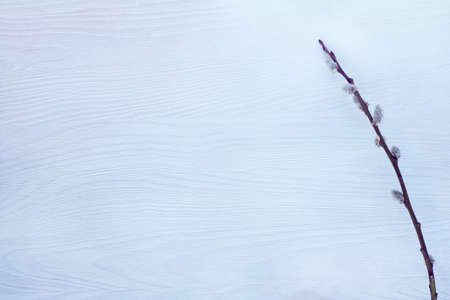 one of the branches of pussy-willow on a light wooden background top view / Easter spring backgroundの写真素材