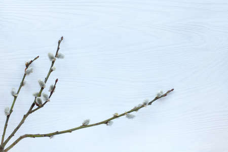 flat lay of spring pussy-willow twigs on a light wooden background Top view / festive  Easter backgroundの写真素材