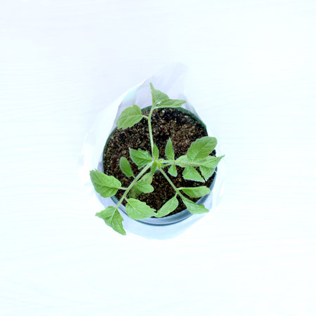 Young green seedlings tomato in the pot top view / sprouts for the garden