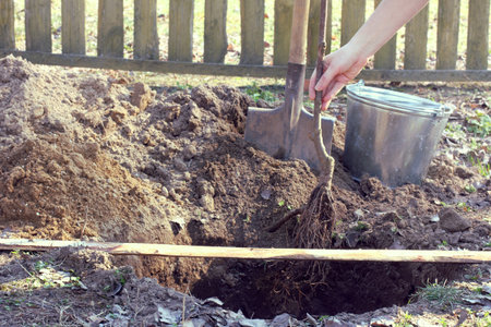 Planting a cherry tree with an open root system in a prepared pit / gardening in the spring time