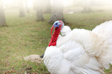 lush white turkey with red beak is walking in the garden  rural living birdの写真素材