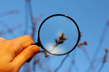 Gardener inspects the buds of trees through magnifying glass in the spring / careful plant growth checkの写真素材