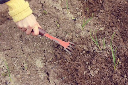 Gardener with rakes, conducts soil treatment for better growth of vegetable crops / spring works in...