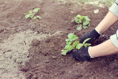 Hands of the gardener with a bush of strawberries in their hands against the background of an earth bed / seedlings of berry cropsの写真素材