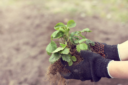 Strawberry bush in the hands that are dressed in protective gloves / gardener planted seedlings...