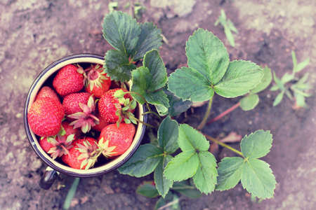 A mug for collecting strawberries from a bush in the garden after rain / freshest berries for breakfastの写真素材