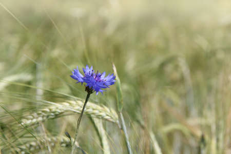 Blue flower knapweed growing against the background of a wheat field / summer field landscapeの写真素材