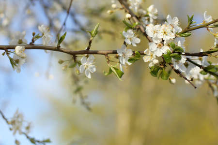 Branch with white cherry flowers in springtime / flowering fruit treeの写真素材