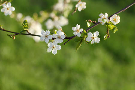 branch with blossoming flowers and growing leaves/ spring bloom of treesの写真素材