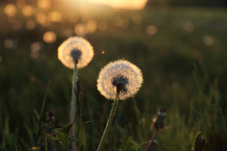 White and fluffy dandelion on a sunset background in a summer field / sunny flower
