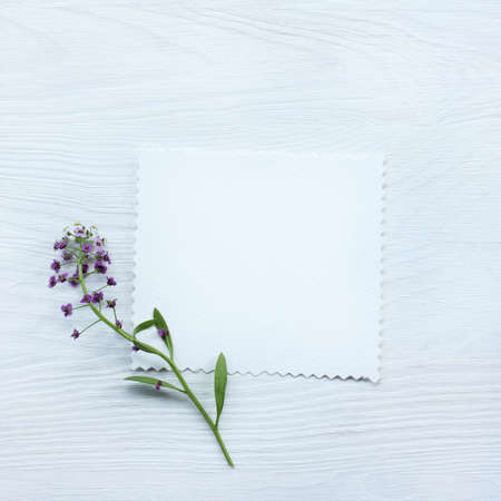 Twig with small flowers and blank letterhead top view / background for congratulationsの写真素材