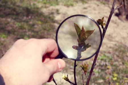 Magnifying glass on the background of the budding leaves of the fruit tree / thorough inspection of the gardenの写真素材