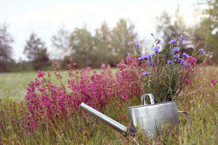 A metal watering can with flowers on a summer lawn background / lush flowering in a garden plotの写真素材
