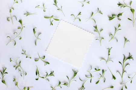 Flat lay of the set of young green shoots leaves of lavender with a clean patterned card in the center top view / background for invitations and greetingsの写真素材