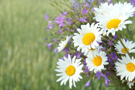 Large bouquet of field chamomiles and bells on a background of meadow / flowers of summerの写真素材