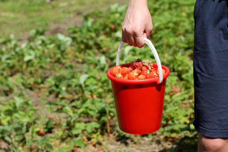 Full red strawberry bucket in the hand of the gardener on the background of the garden in summer/ Harvesting of berriesの写真素材