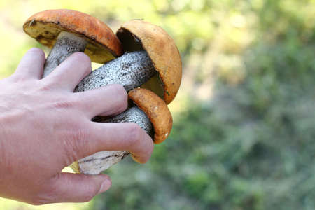 Three edible mushrooms in hand / Collection of forest gifts by manの写真素材
