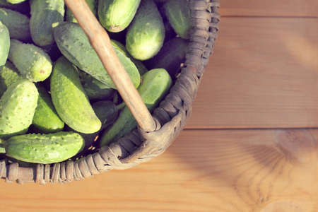 Ripe ground green cucumbers in a woven retro basket / harvest of fresh vegetables の写真素材