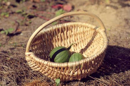 two very small unripe watermelon in a wicker basket / thinning for better harvestの写真素材