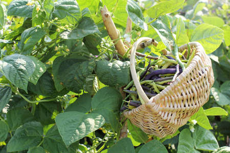 full basket of asparagus beans in the garden in summer / harvesting vegetablesの写真素材