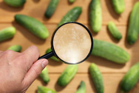 Gardener  hand is holding a magnifying glass on the background of many of cucumber/ careful selection harvestの写真素材