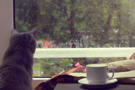 white mug of hot coffee with milk and cat, when behind is window is rain / warm home atmosphereの写真素材