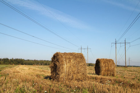 round bales with straw lying on the field on a background of power lines and forests / autumn...