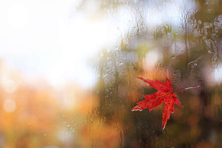 red maple leaf stuck to the wet glass after the rain on the street / autumn weather outside the windowの写真素材