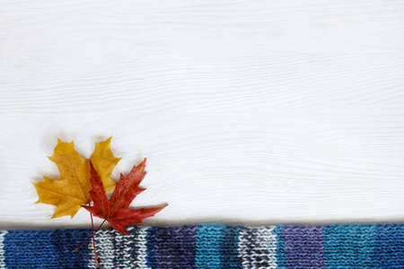 two maple leaves and a blue knitted scarf on a light wooden surface top view autumn moodの写真素材