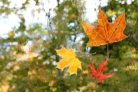 three maple leaf stuck to the wet glass after the rain in the fall / carried away wind autumnの写真素材
