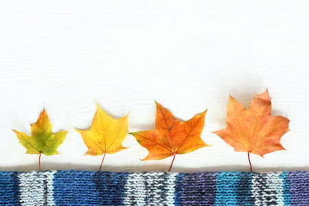 maple leaves and a blue knitted scarf on a light wooden surface top view / idea autumn landscapeの写真素材