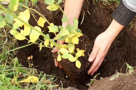 gardener neatly planted in the pit a young seedling of the garden blueberry / horticulture in autumn