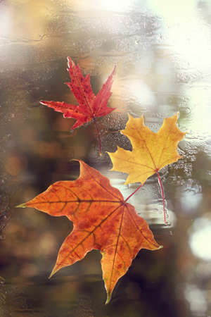 red, yellow and orange maple leaves on a wet window after a rain view from home / romantic autumn seasonの写真素材