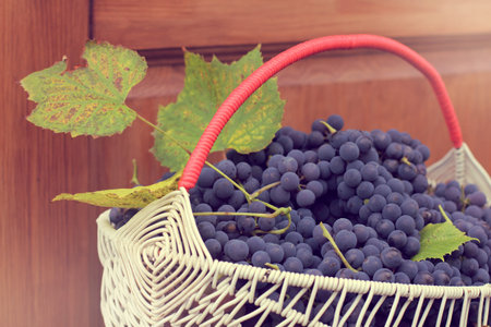 bunch of blue grapes with leaves in a wicker basket / autumn harvest at the door