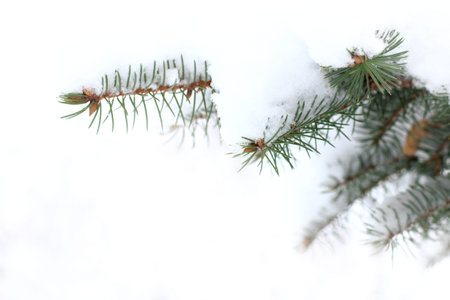 Fir branch in a snow cap on the street / winter landscape