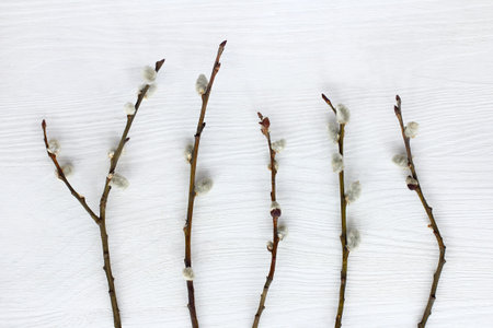  five willow twigs on light wood surface top view / spring Easter preparations