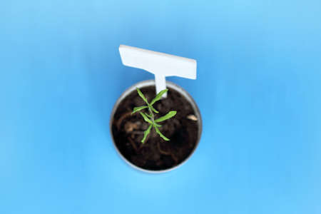 small young pomegranate sprout in pot on a blue surface top view / home gardeningの写真素材
