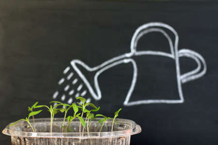 Green seedlings on the background of watering can with drops / reinforcement for active growthの写真素材