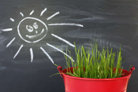green sprouts of grass in a red bucket on a blurred background with a painted smiling sun / pet foodの写真素材