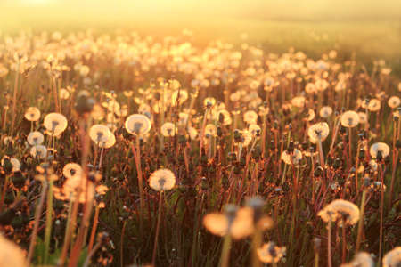 field of dandelions on the background of the sun's rays at sunset / magical landscapeの写真素材